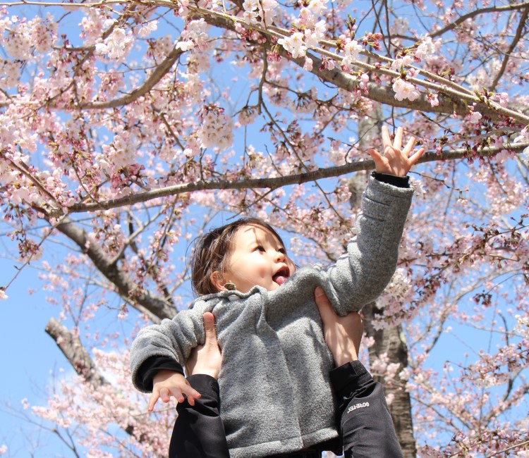 桜に手を伸ばすこども