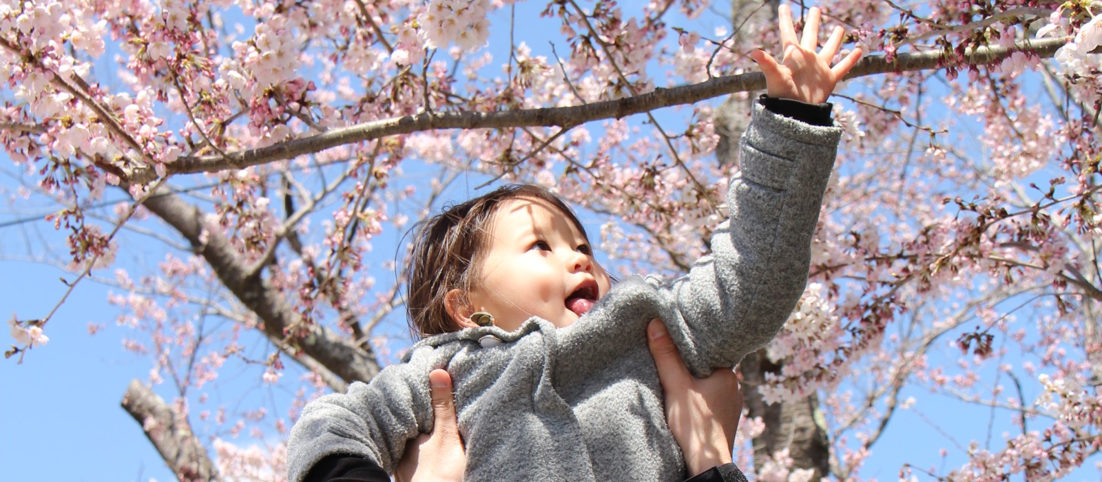 桜に手を伸ばすこども