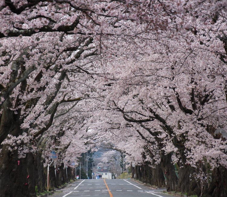 桜並木