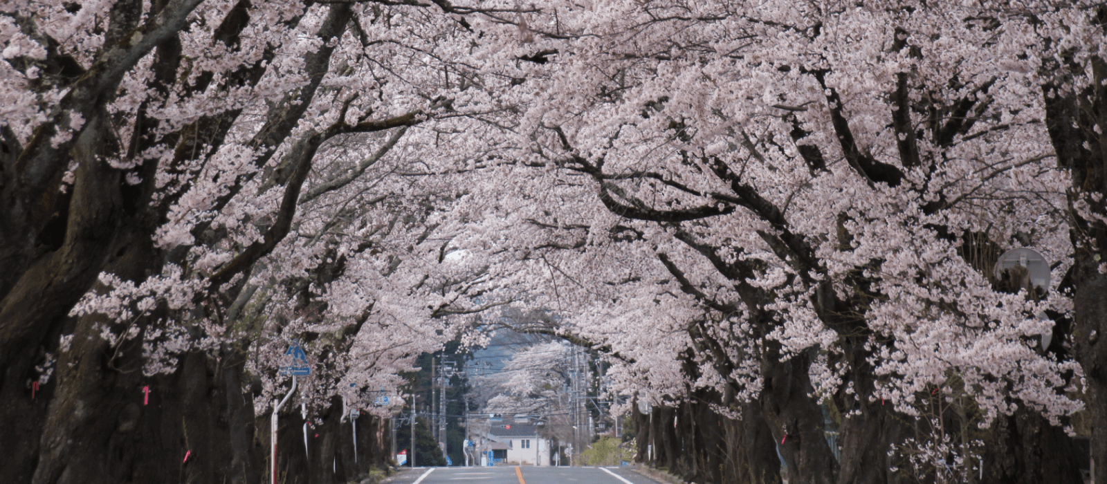 桜並木