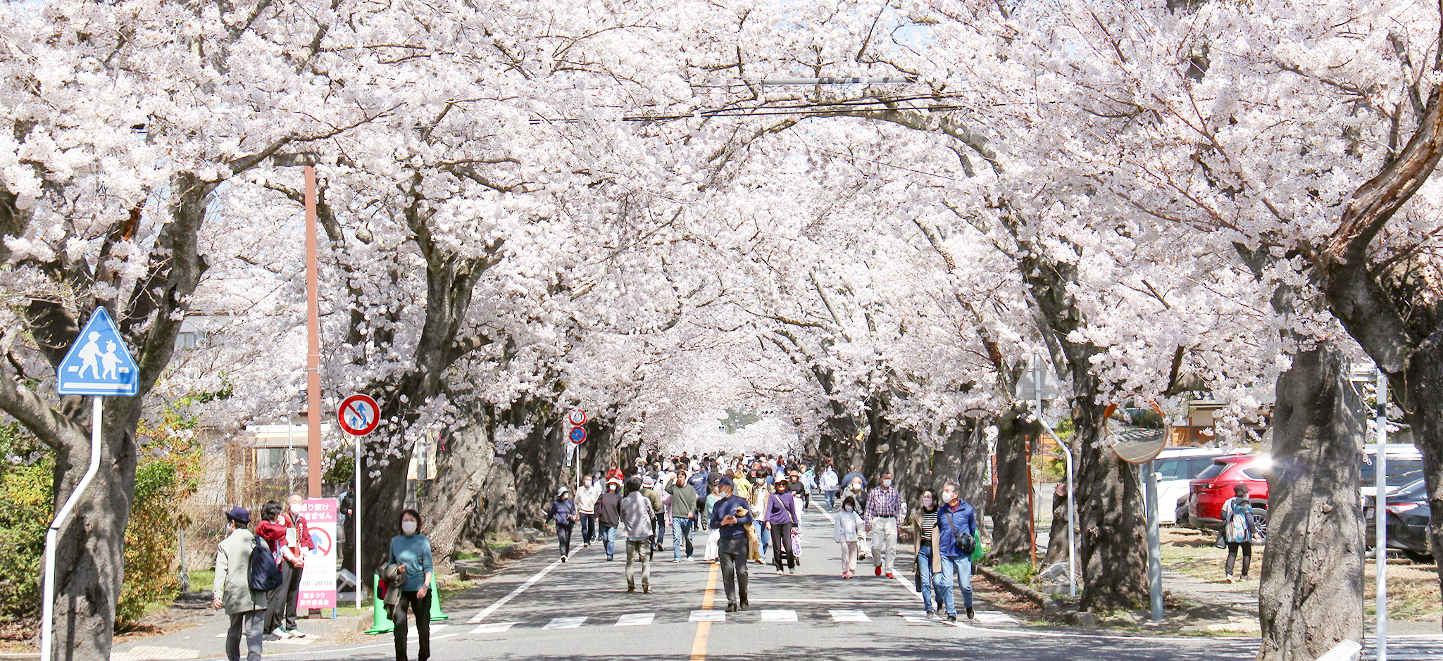 夜の森の桜01