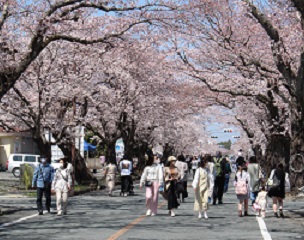 夜の森の桜