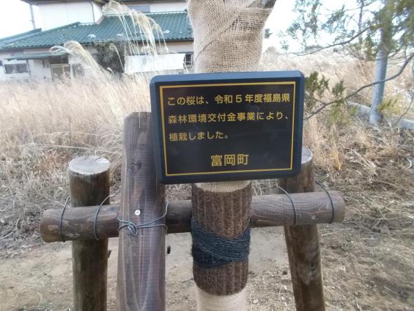 令和5年緑の文化財保全（夜の森公園のサクラ並木）近景