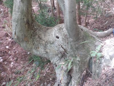 インドゾウにみえるケヤキです