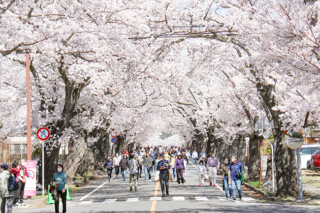 桜トンネルの写真