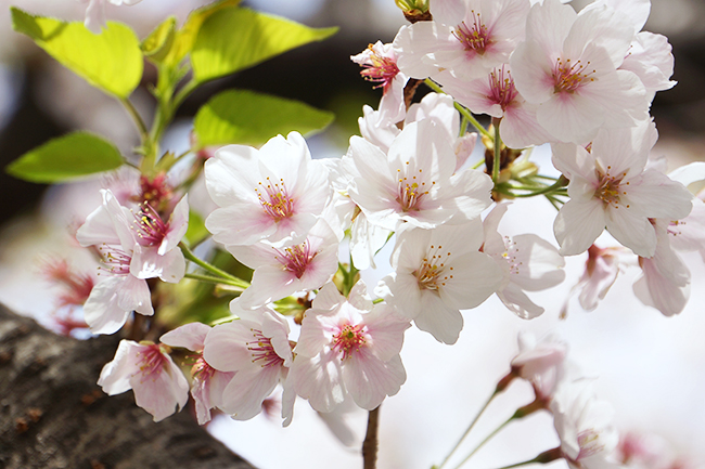 桜の写真