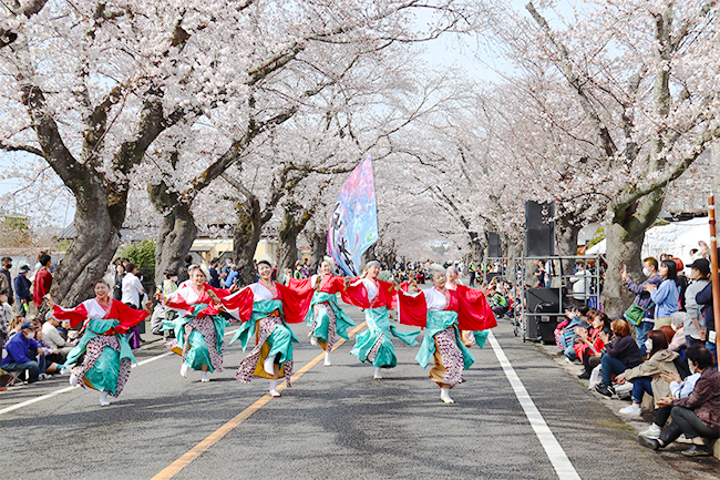 桜まつりの写真