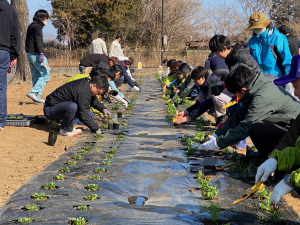 駅前花壇花植えの様子１