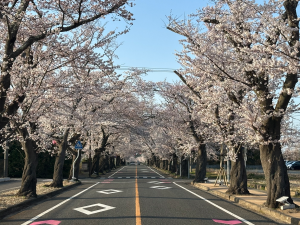 夜の森の桜