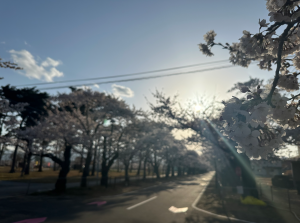 夜の森の桜