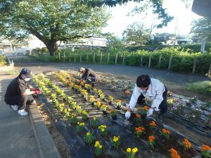 花植えの様子6