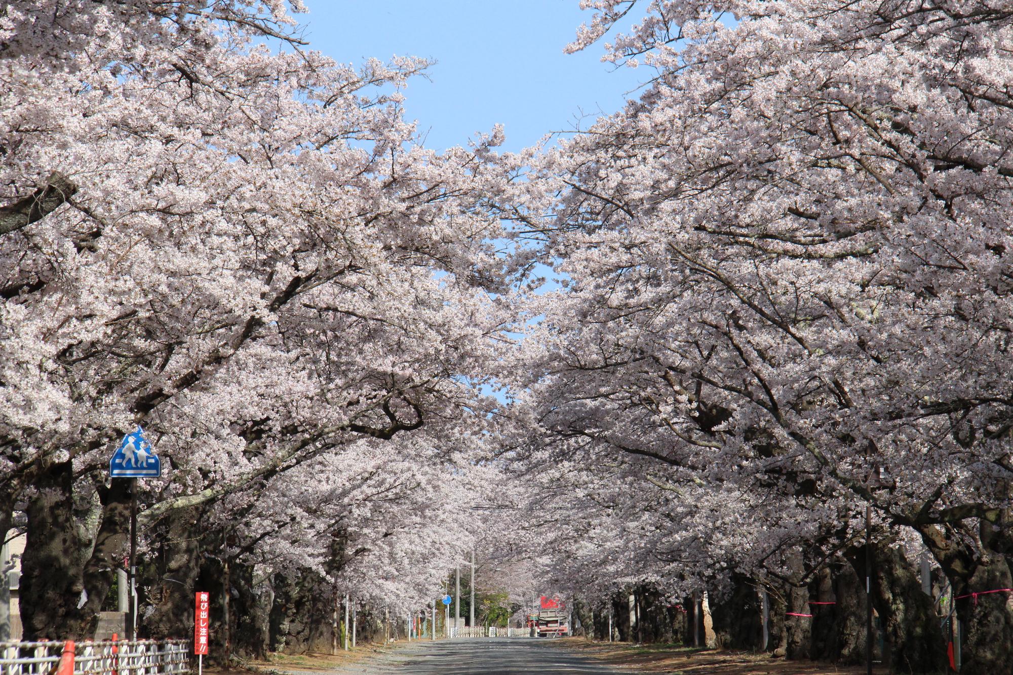 夜の森公園前 桜のトンネル