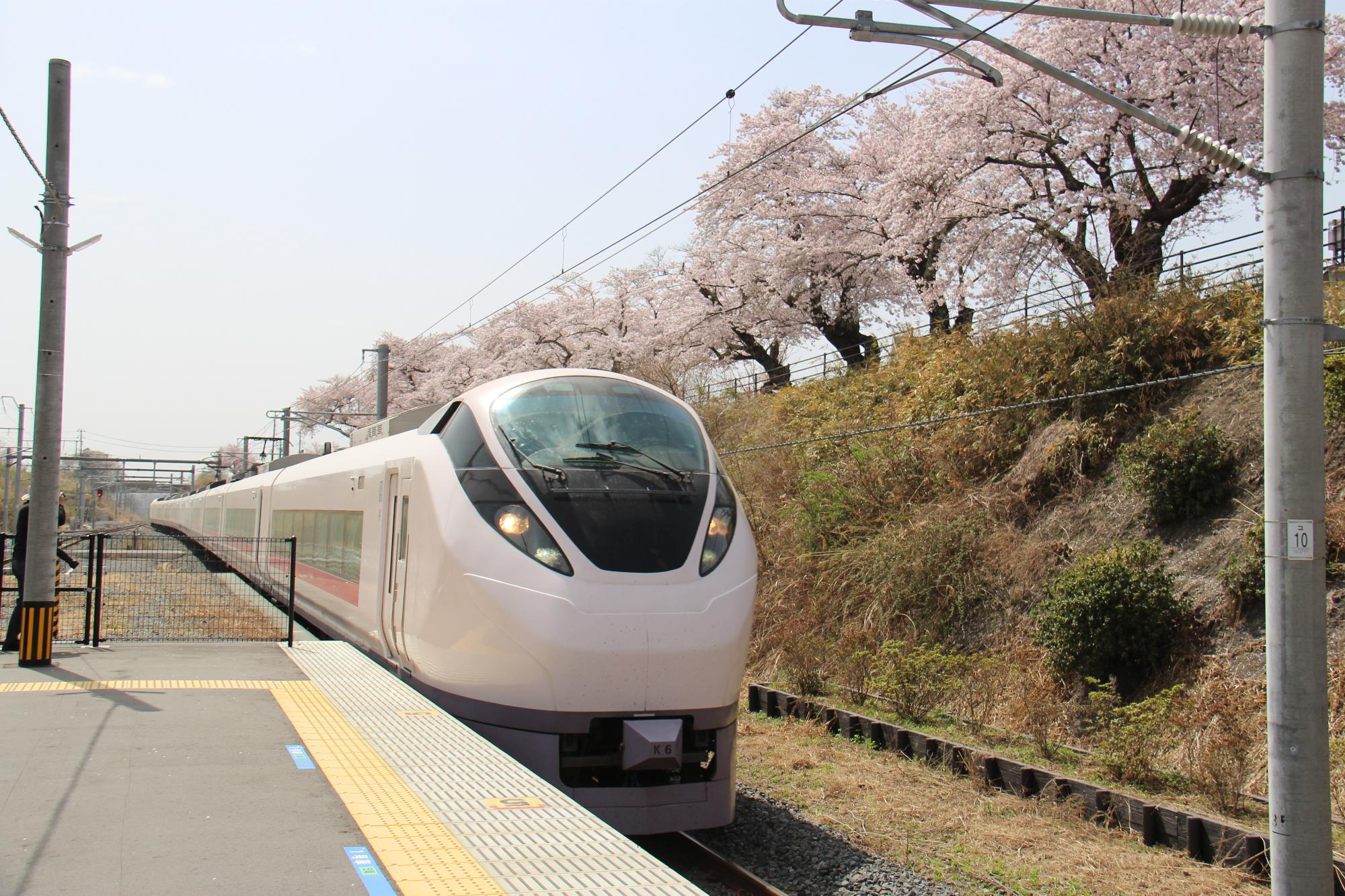 桜の下を通過する特急ひたち（夜ノ森駅）