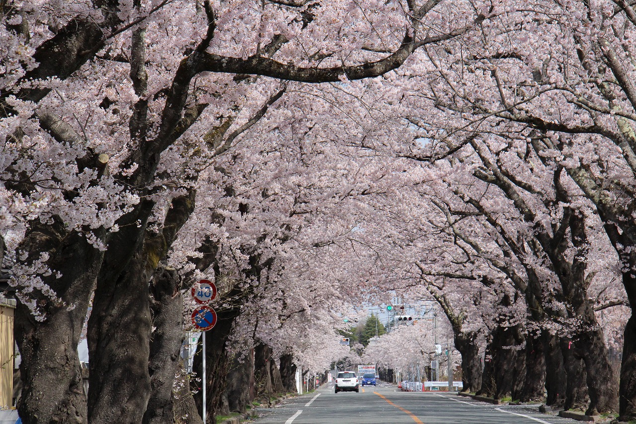 富岡二中前通りの写真