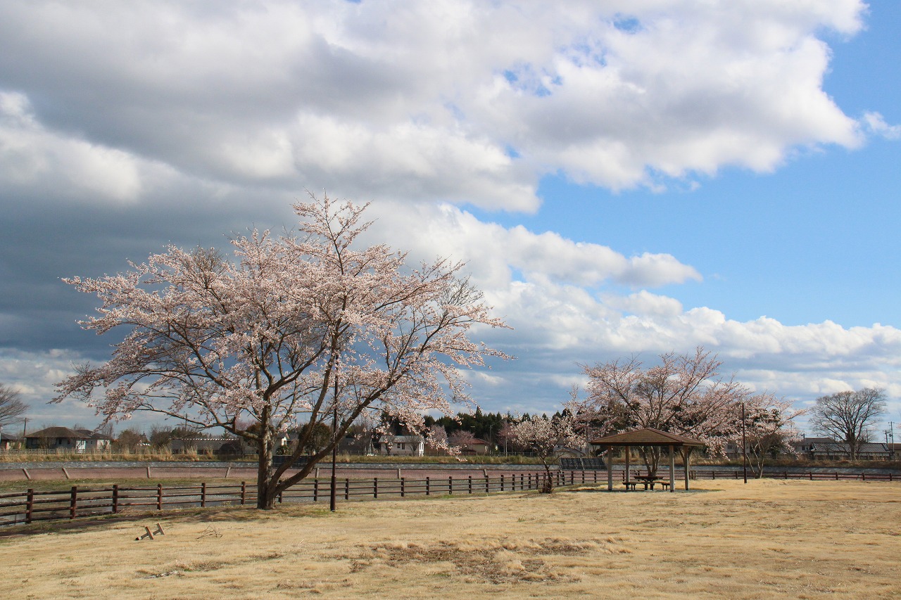 夜の森つつみ公園の写真