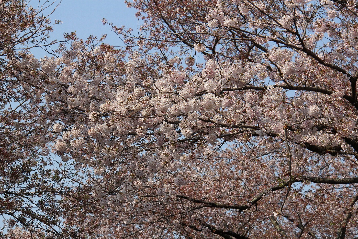 今が見頃の桜も