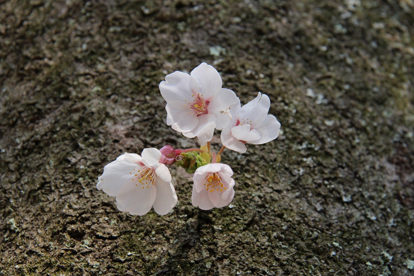 こんな可愛い桜も咲いていました