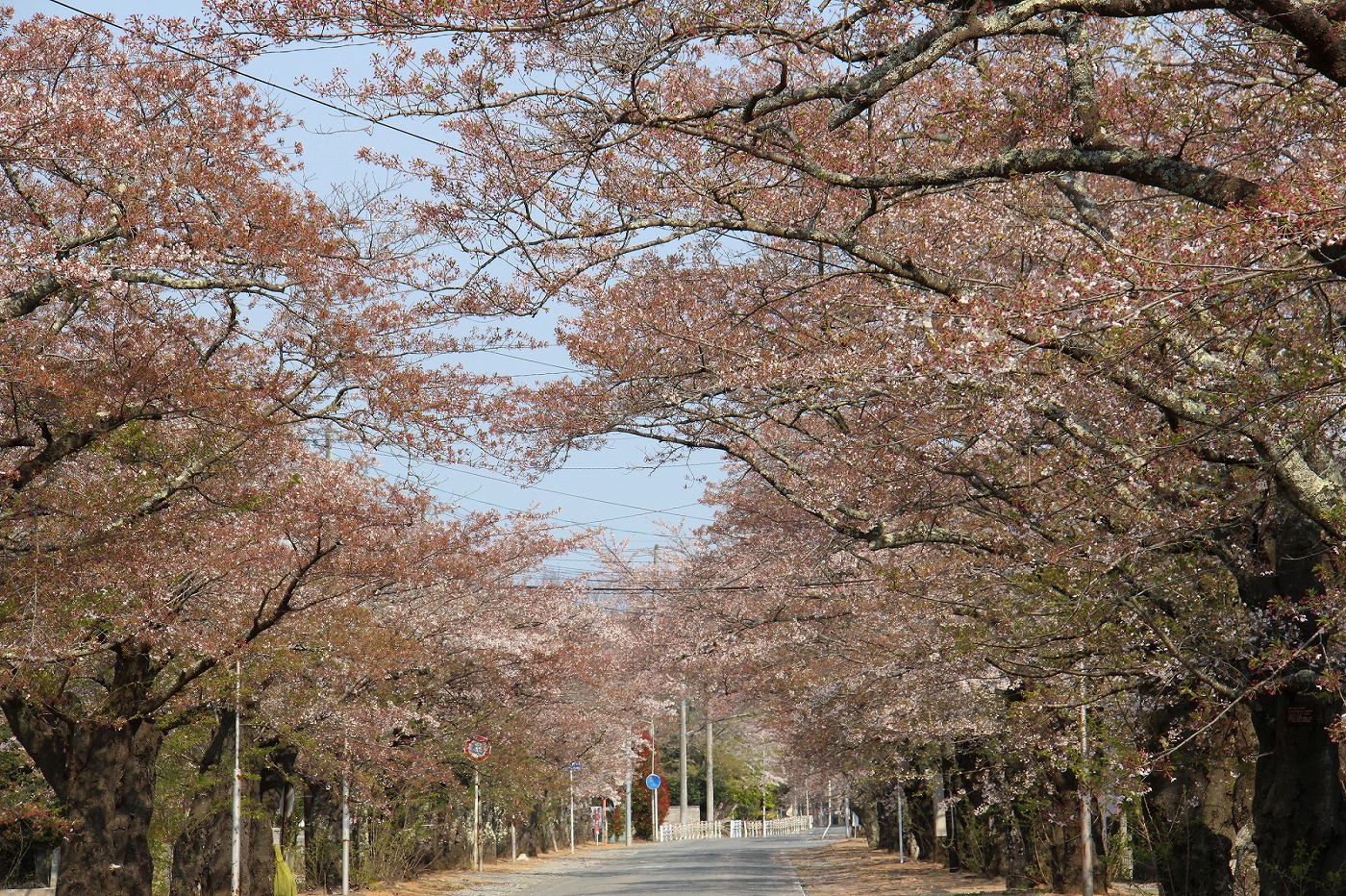 桜通りも葉桜に変わりつつあります