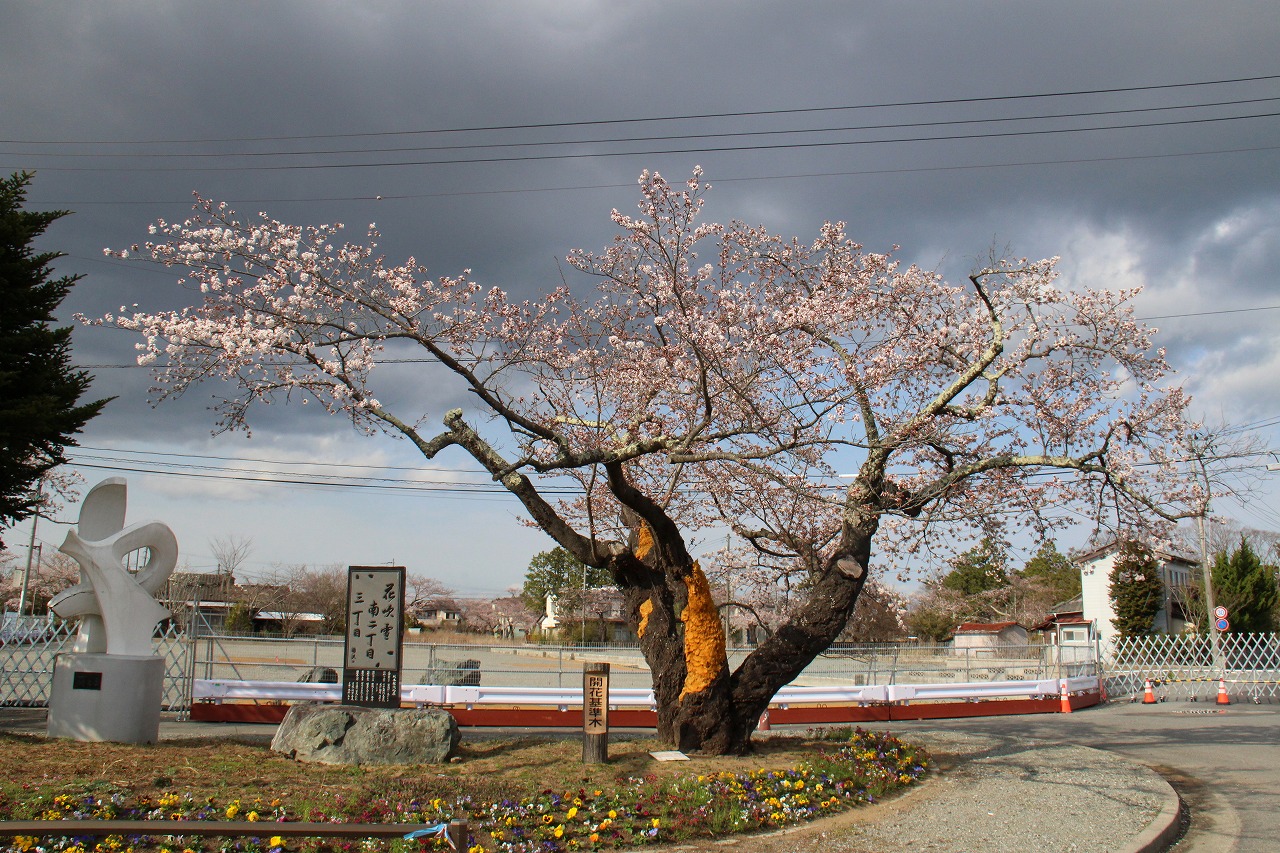 開花基準木の写真