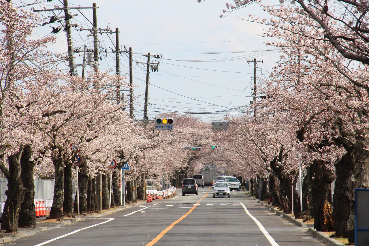 先行解除により自由に観桜できるようになりました