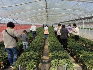 いちご狩りの様子