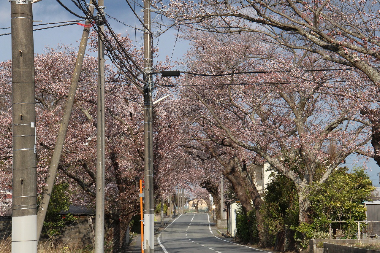 清水地区の桜のトンネル
