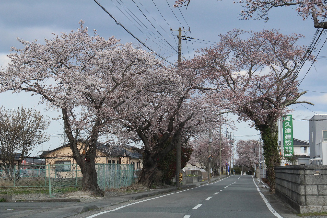 大きな桜が並ぶ西原地区