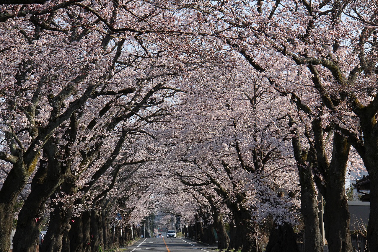 今年も見事な桜のトンネルになりました