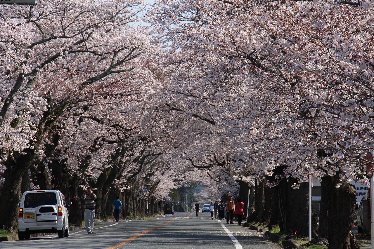 多くの人が桜をカメラに収めていました