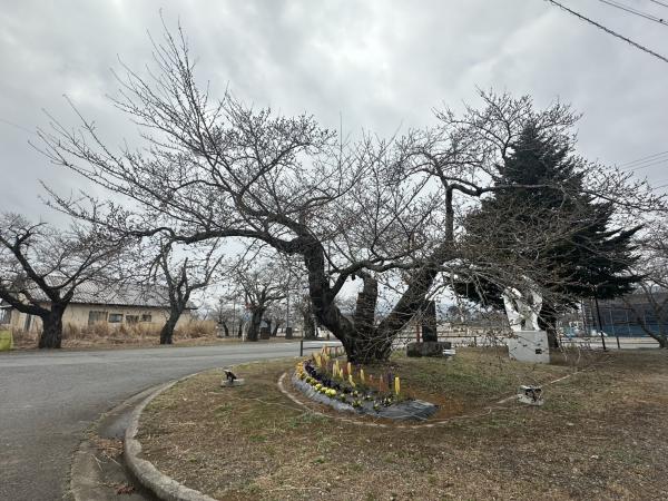 桜並木260330_基準木