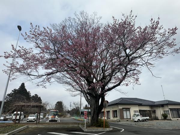 桜並木260330_エドヒガンザクラ全体