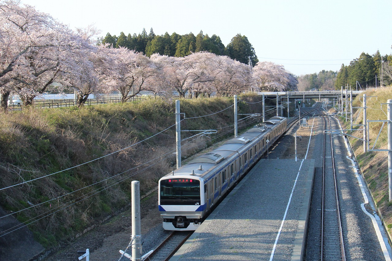 満開の桜の下を走る再開通した常磐線の列車