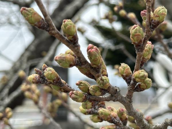 桜並木260330_基準木の花