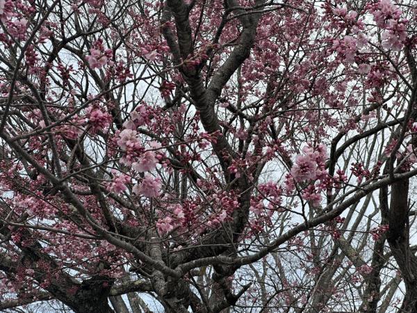 桜並木260330_エドヒガンザクラの花