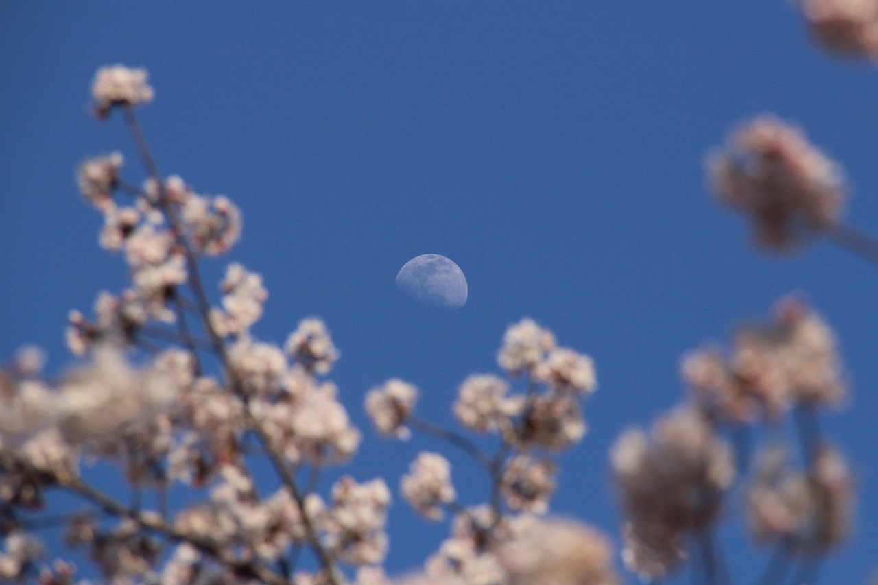 桜に抱かれる真昼の月
