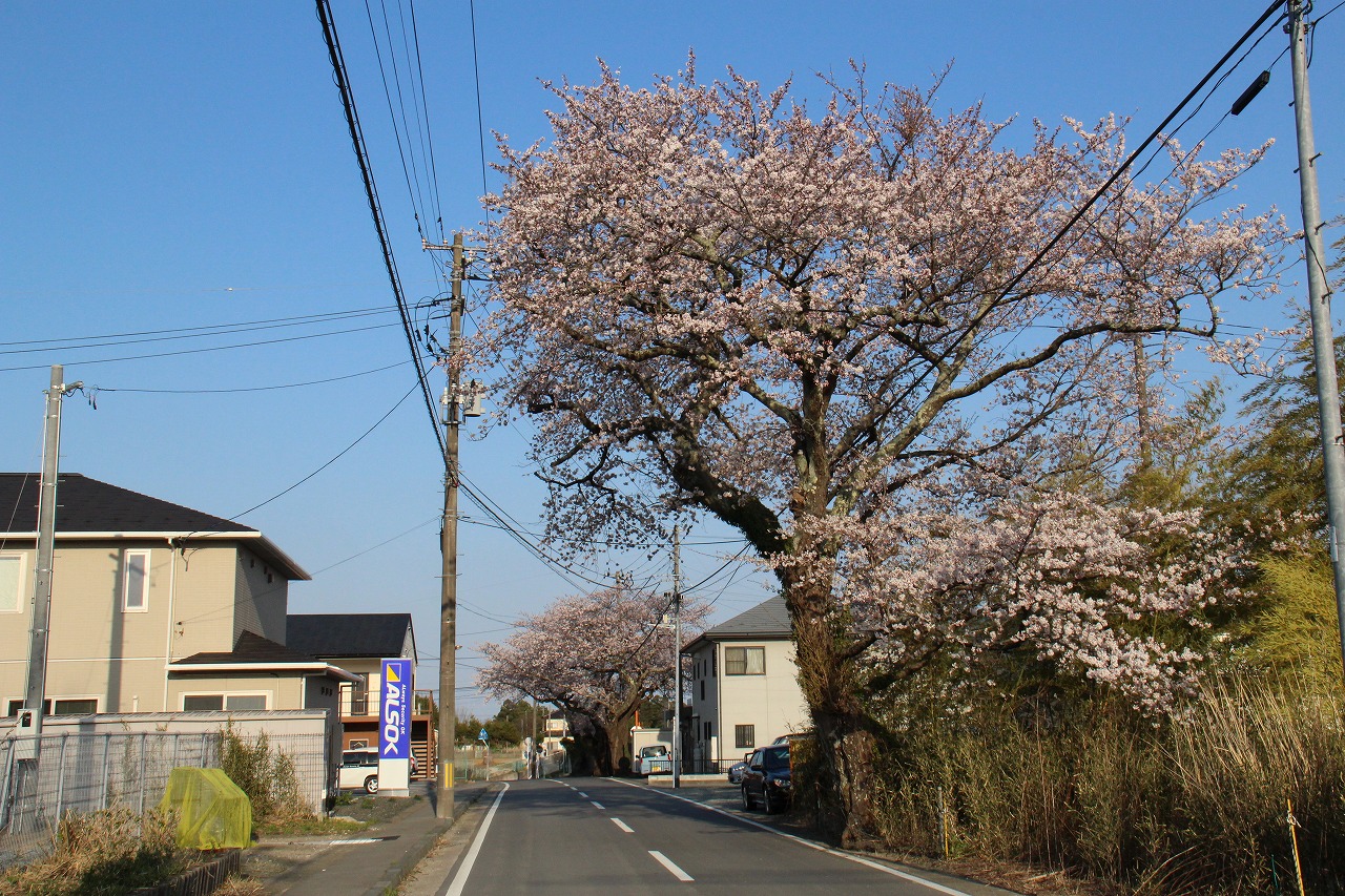 圧巻の大きな桜