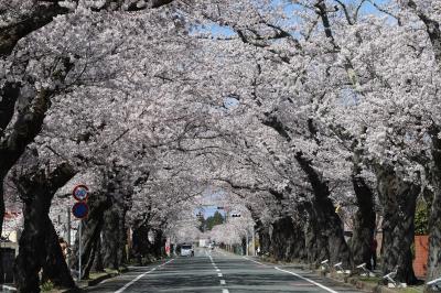 八間道路付近の桜が咲いている様子