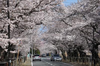 夜の森桜通り付近の桜が咲いている様子