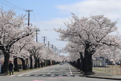 夜ノ森駅前ロータリー付近の桜が咲いている様子