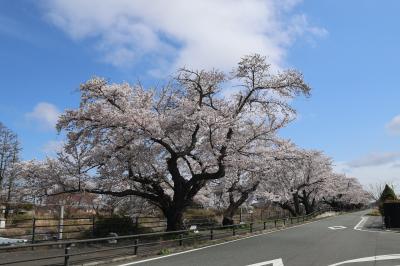 夜ノ森駅西口付近の桜が咲いている様子