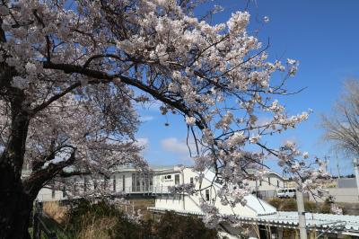 夜ノ森駅にある桜が咲いている様子