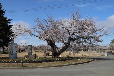 桜の開花基準木が咲いている様子