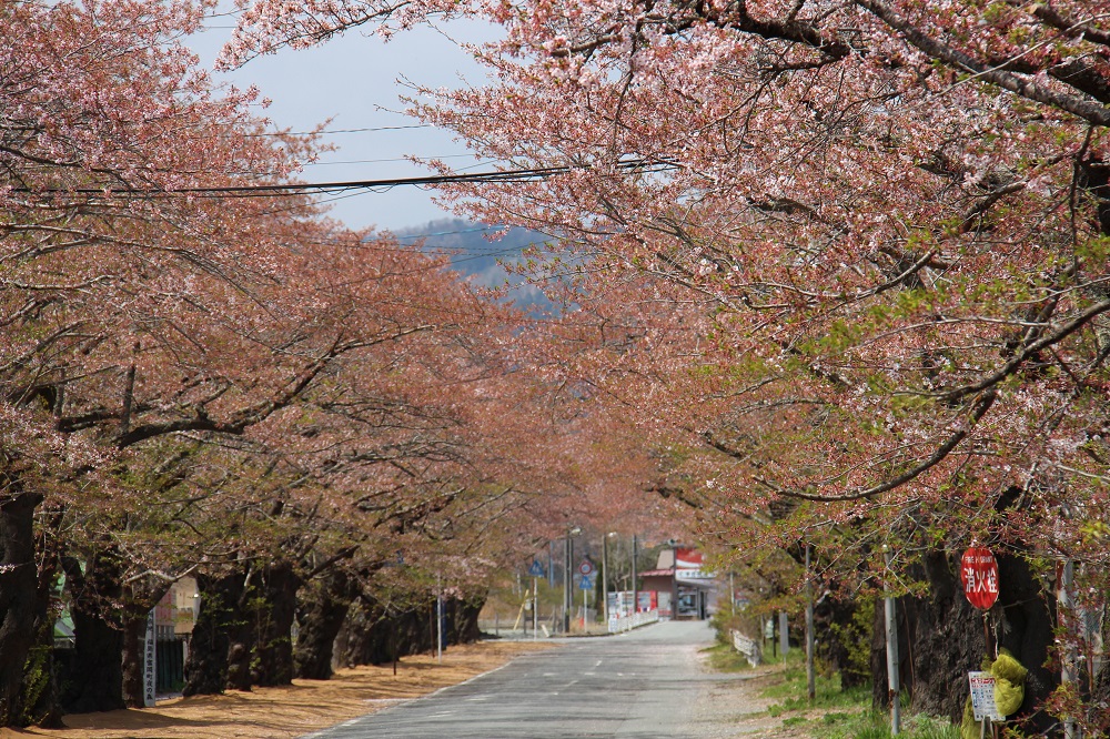 桜通り1