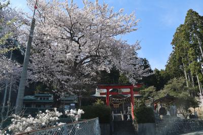 麓山神社の桜が咲いている様子