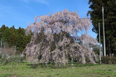 王塚・猪狩弘道さん宅の桜が咲いている様子