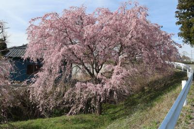 上本町・猪狩安和さん宅の桜が咲いている様子