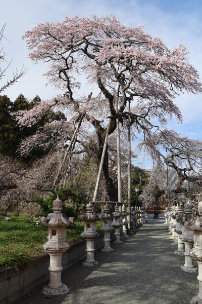宝泉寺のしだれ桜