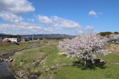 富岡川河川敷の桜の写真