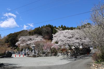 慈眼寺の桜の写真