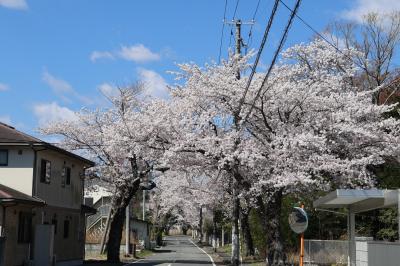西原から清水通りの桜の写真